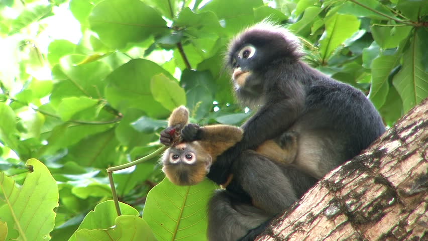 Mother monkey and baby monkey on tree.