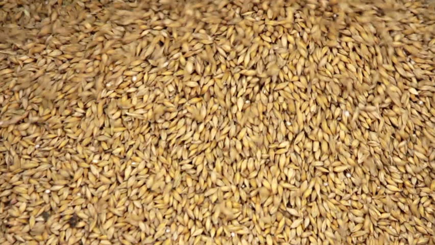 Human hand with falling barley grain