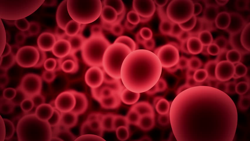 Red Blood Cells. Stock Footage Video 5177 | Shutterstock