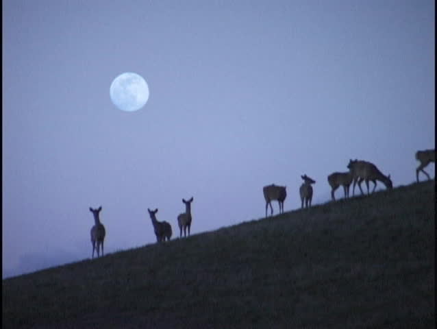 deer on hillside with moon