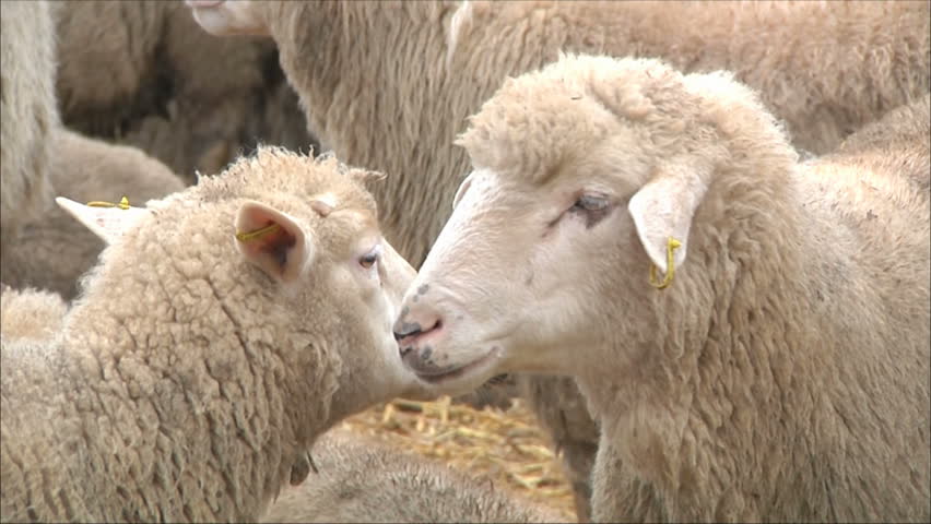 flock of sheep
