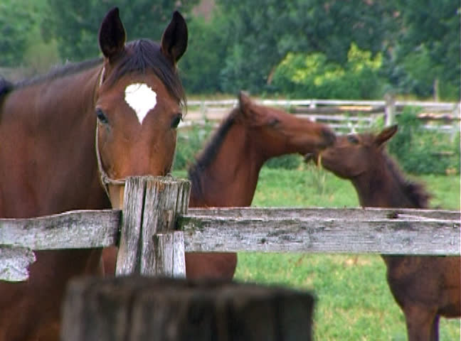 Two foals and their mother in the paddock.
