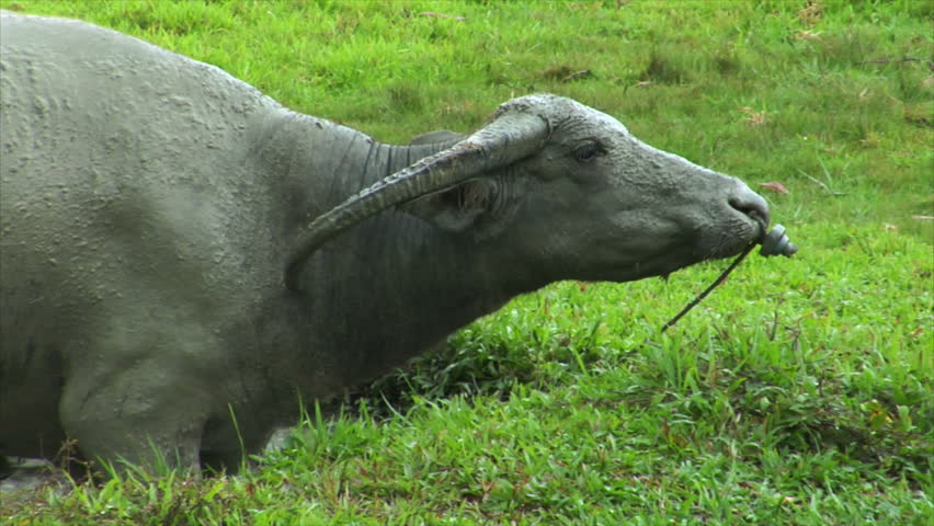 aggressive water buffalo ox comes close to camera
