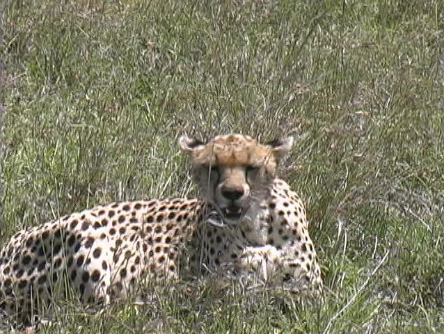 Female cheetah resting after a failed chase