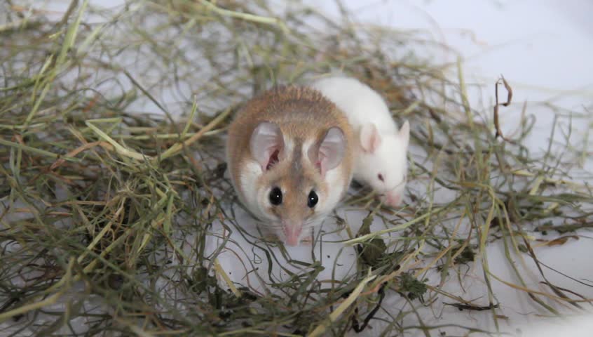 two mice 