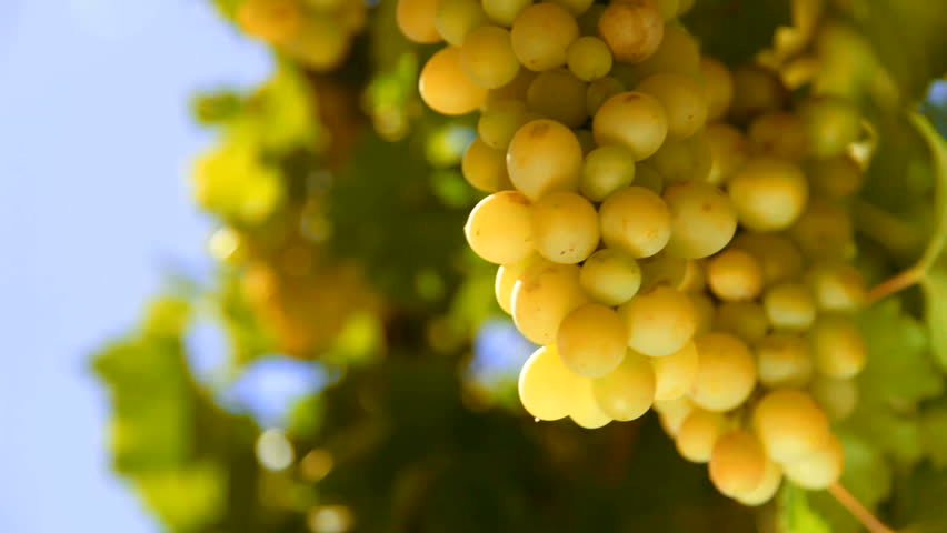 White wine grape