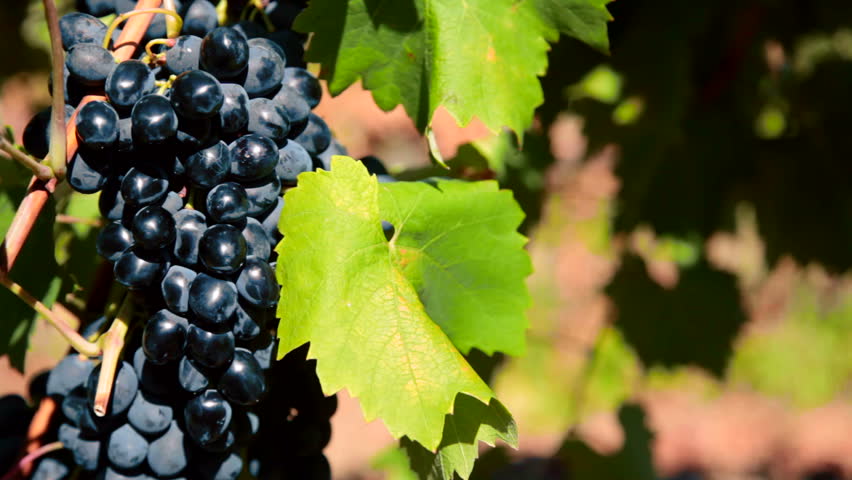 ripe grapes Moldova ready for harvest