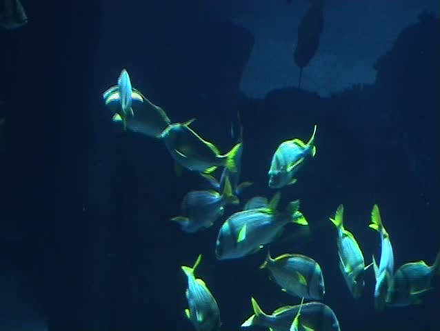 Tropical fish playing and swimming