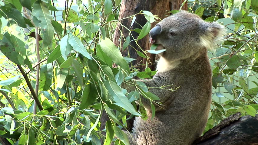 Wide shot of a Koala eating