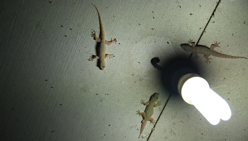 Image result for lizard on ceiling