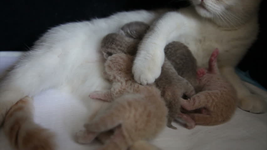 Mother cat feeding newborn babies