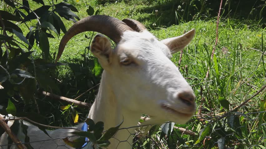 Goat feasting on tree