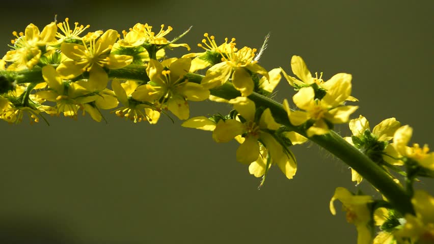 Header of Agrimonia Eupatoria