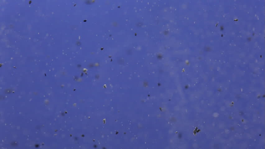 Macro video of activated carbon powder (also called activated coal or activated charcoal) slowly floating in water along with bubbles of air released by the granules, against a blue background.