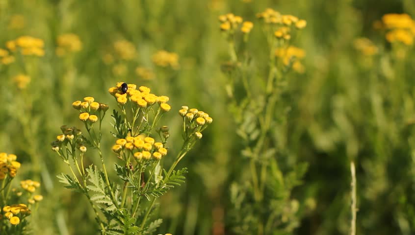Header of Alleculinae