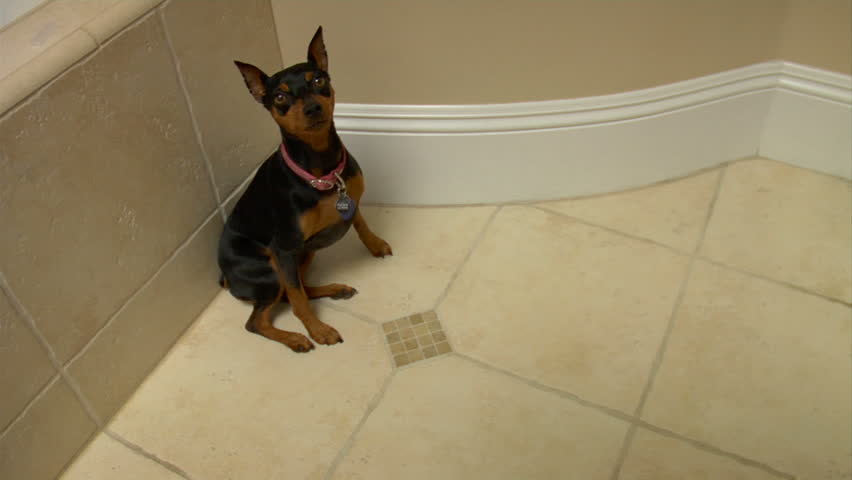 A well behaved dog lays down on command.  This is Chole, she's a 5yr old Miniature Pincher.