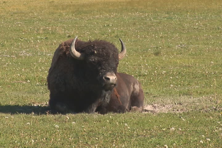 NTSC: Bison ruminating in Yellowstone National Park - close