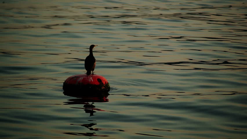 cormorant on buoy