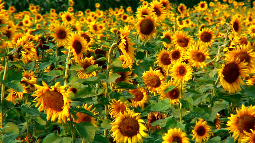 Sunflower field in breeze 