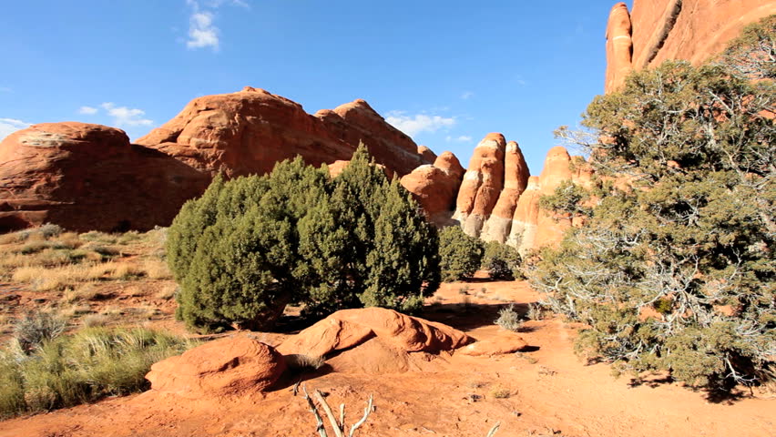 Tree showing extreme environmental damage in an arid desert climate, American Southwest