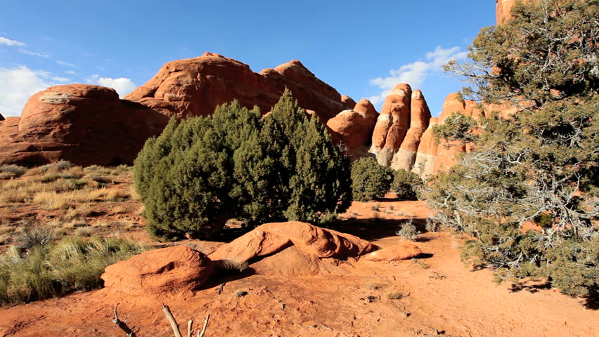 Natural beauty of a tree damaged by drought in an arid desert environment amid sandstone rock cliffs