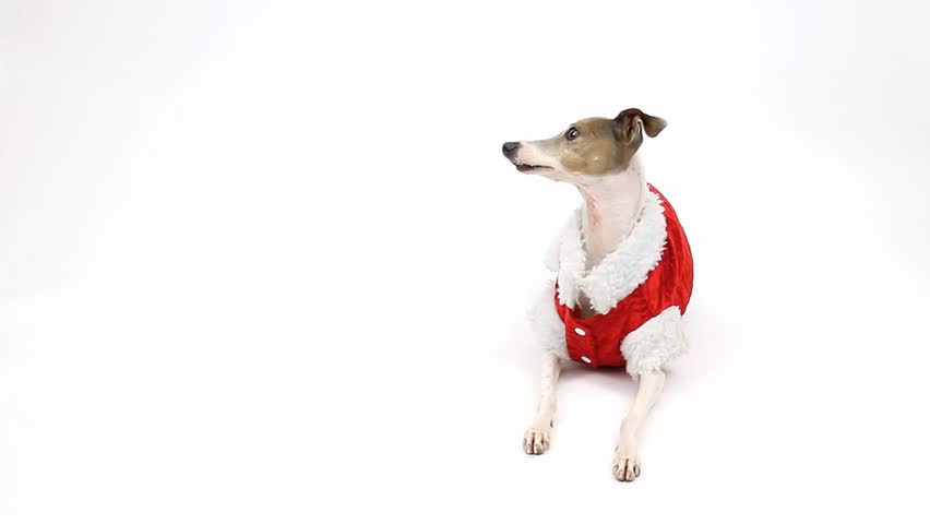 Italian greyhound dog, dressed to go to Christmas Dinner.