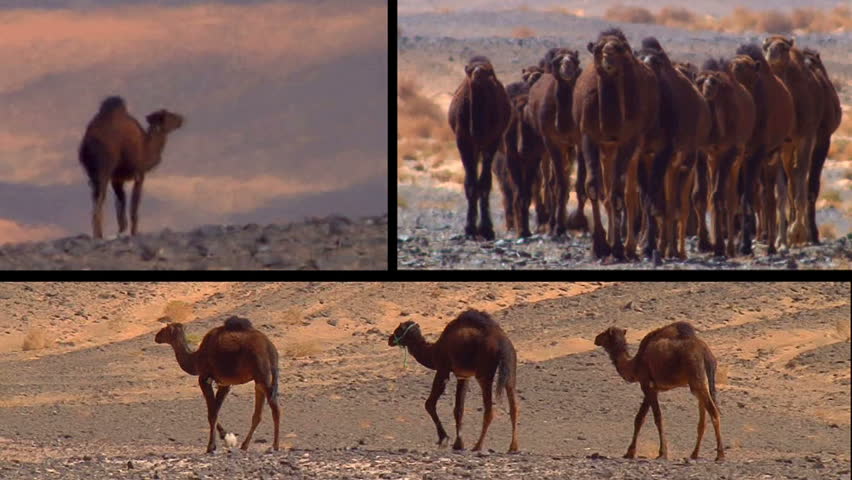 dromedary camels collage