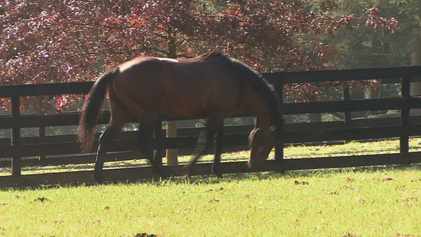 horse running