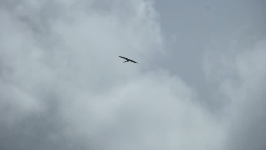 A lonely crane soars against the dark grey storm clouds.