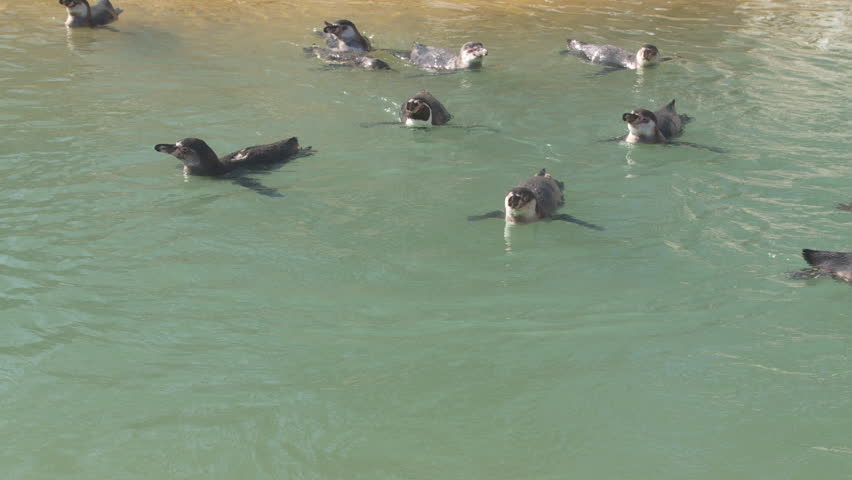 penguins swimming