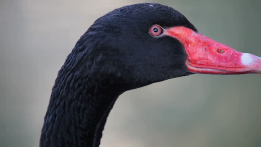 black swan, close-up