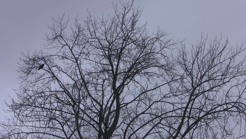 Lone crow on a winter tree.