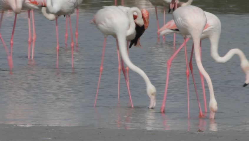 Flamingo in Ras Al Khor Wildlife Sanctuary, Dubai, United Arab Emirates