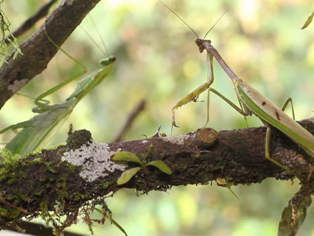 Preying mantis courtship. Male in foreground displaying to a female in background