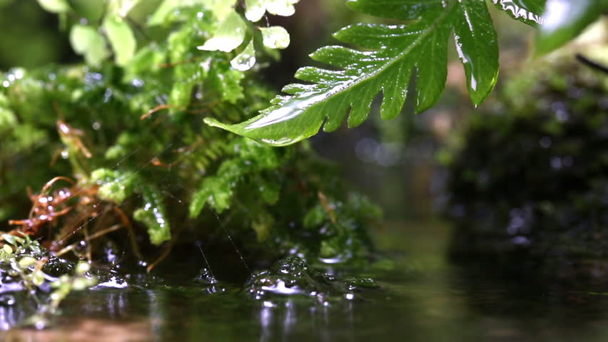 Header of Adiantum Pedatum