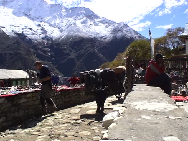 A group of yaks carrying supplies through a village in the himalayas of Nepal.