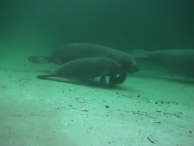 A mother and baby Manatee in Blue Springs state park, Florida.