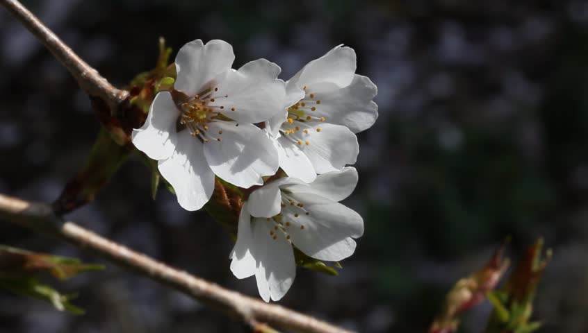 three weeping cherry tree blooms in the sunshine - HD
