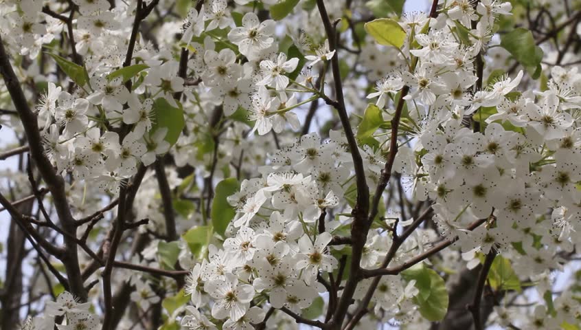 Closeup of a bounty of pear blooms on a flowering bradford pear tree on a sunny,breezy spring day - HD