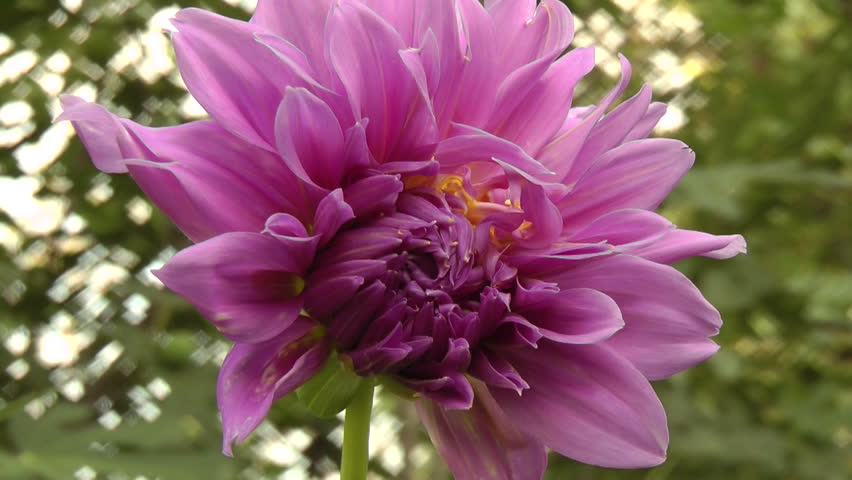 Beautiful Crimean flower.