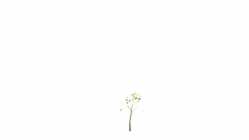 Growing tree with alpha channel