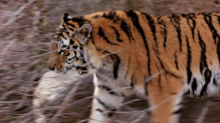 A Day at the Zoo Series. Gorgeous Bengal Tiger prowling mountain environment at the Zoo. Themes of nature, animals, endangered species, instinct, survival, leadership and power concepts.