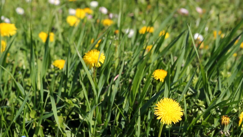 Dandelions (Taraxacum officinale) swaying in the wind. HD 1080p. Canon EOS 550D.