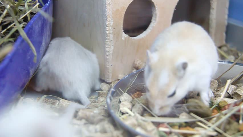 White rats