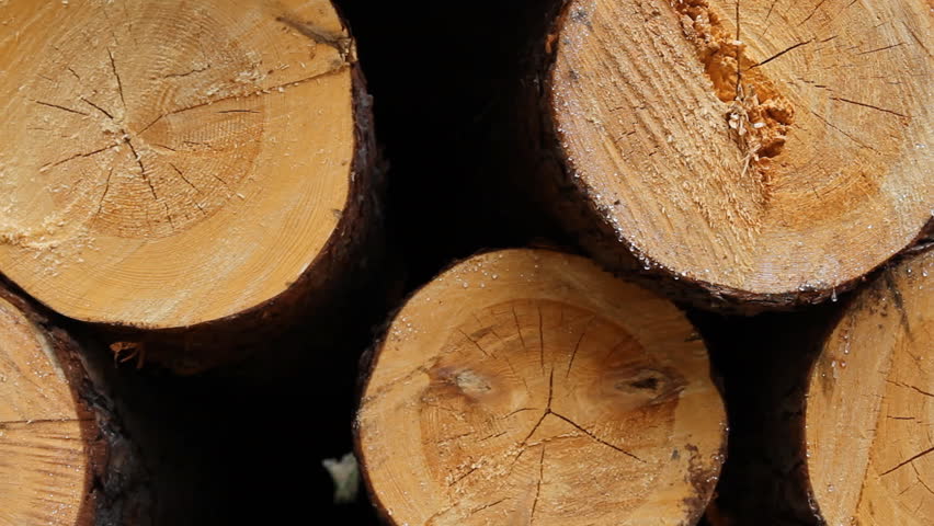 timber