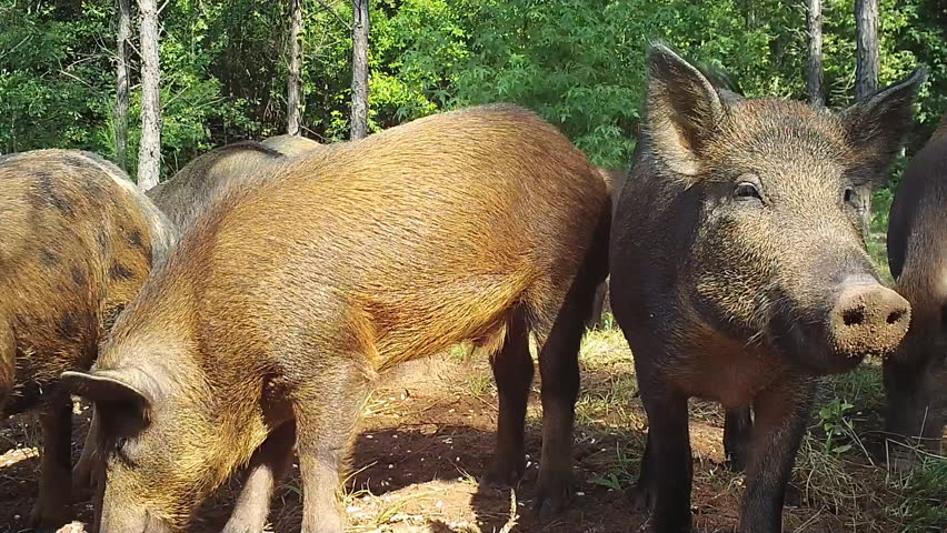 Wild Boar (Sus Scrofa) Or Wild Pigs, Leaving Georgia Swamp To Raid ...