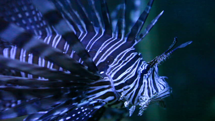 Lion fish profile