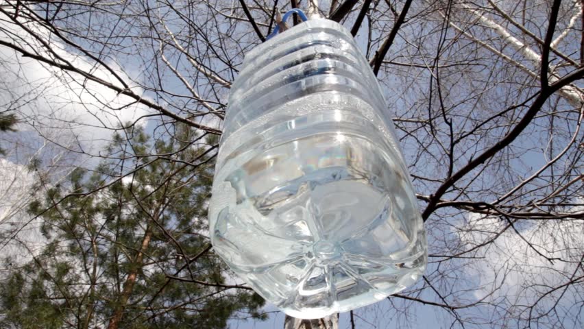 birch tree sap is collected in jug