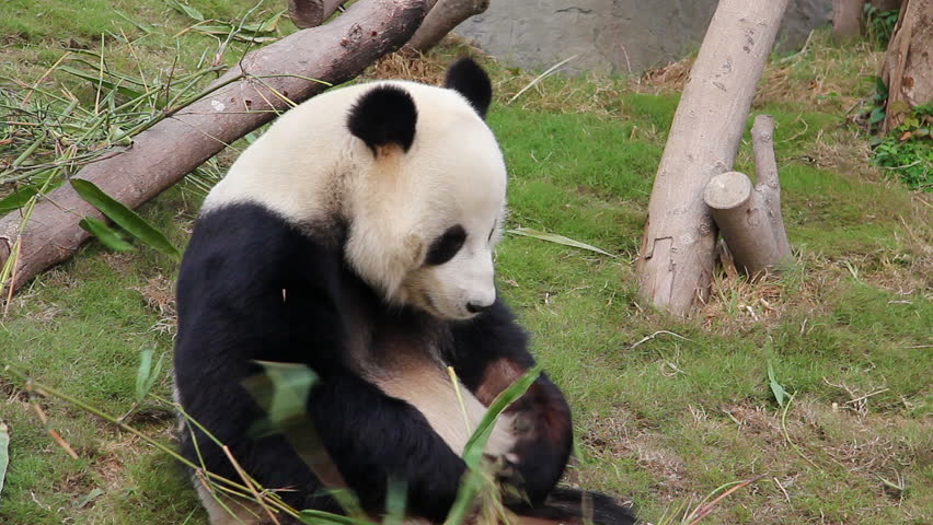 A panda bear eating bamboo