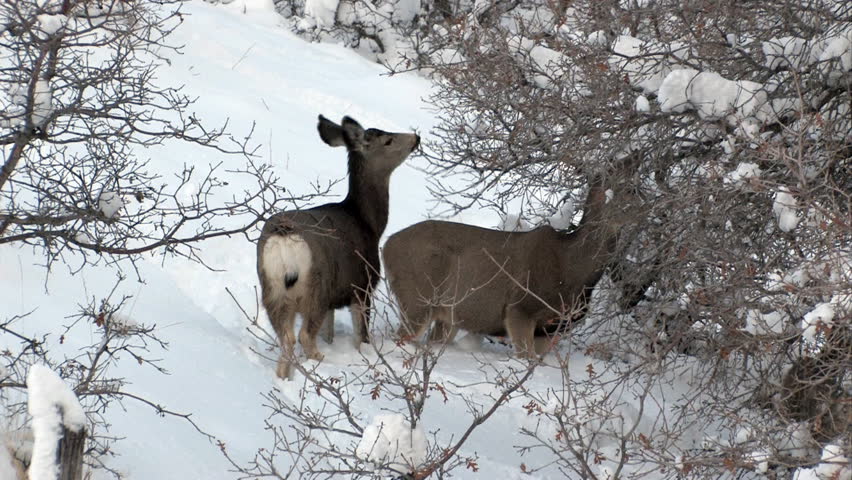  Mule Deer During The Winter. Central Utah